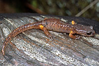 Oregon Ensatina