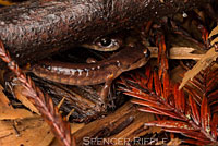 Oregon Ensatina
