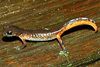 Oregon Ensatina