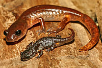 Oregon Ensatina