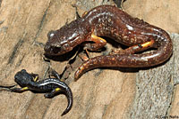 Oregon Ensatina