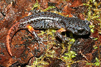 Oregon Ensatina