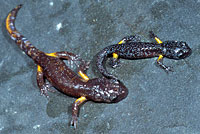 Sierra Nevada Ensatina