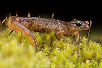 Painted Ensatina