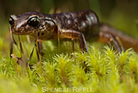 Painted Ensatina