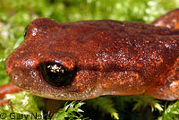 Painted Ensatina