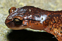 When threatened, Ensatina assume a defensive pose with their bodies raised up off the ground and their tails elevated. They release a white poisonous fluid from glands on their tail and head. 