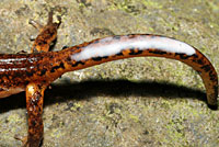 When threatened, Ensatina assume a defensive pose with their bodies raised up off the ground and their tails elevated. They release a white poisonous fluid from glands on their tail and head. 