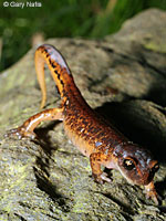 When threatened, Ensatina assume a defensive pose with their bodies raised up off the ground and their tails elevated. They release a white poisonous fluid from glands on their tail and head. 