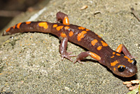 Sierra Nevada Ensatina