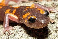 Sierra Nevada Ensatina