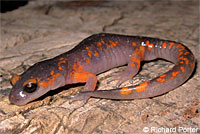 Yellow-eyed Ensatina