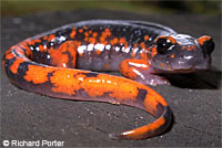 Yellow-eyed Ensatina