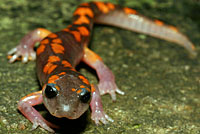 Sierra Nevada Ensatina