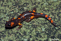 Sierra Nevada Ensatina