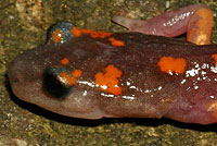 Sierra Nevada Ensatina