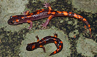 Sierra Nevada Ensatina