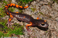 Sierra Nevada Ensatina