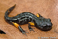 Sierra Nevada Ensatina