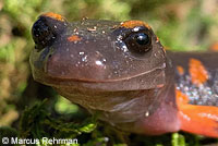 Sierra Nevada Ensatina