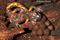 Sierra Nevada Ensatina