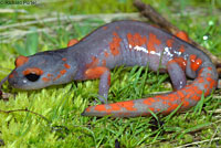 Sierra Nevada Ensatina