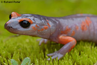 Sierra Nevada Ensatina