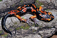 Sierra Nevada Ensatina