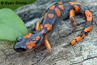 Sierra Nevada Ensatina