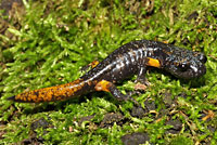 Sierra Nevada Ensatina