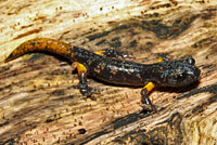 Sierra Nevada Ensatina