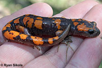 Sierra Nevada Ensatina