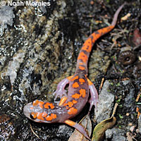 Sierra Nevada Ensatina