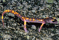 Sierra Nevada Ensatina