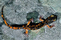 Sierra Nevada Ensatina