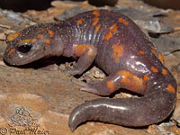 Sierra Nevada Ensatina