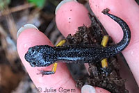 Sierra Nevada Ensatina