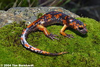 Sierra Nevada Ensatina