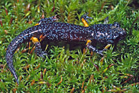 Sierra Nevada Ensatina