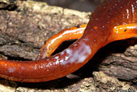 When threatened, Ensatina assume a defensive pose with their bodies raised up off the ground and their tails elevated. They release a white poisonous fluid from glands on their tail and head.