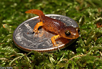 Yellow-eyed Ensatina