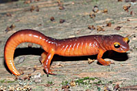 Yellow-eyed Ensatina