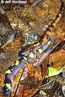 Large-blotched Ensatina