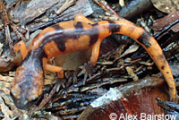 Large-blotched Ensatina