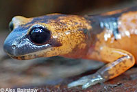 Large-blotched Ensatina