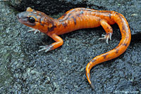 Large-blotched Ensatina