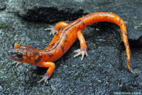 Large-blotched Ensatina