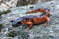 Large-blotched Ensatina