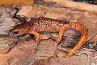 Yellow-eyed Ensatina