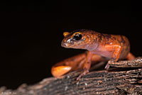 Yellow-eyed Ensatina